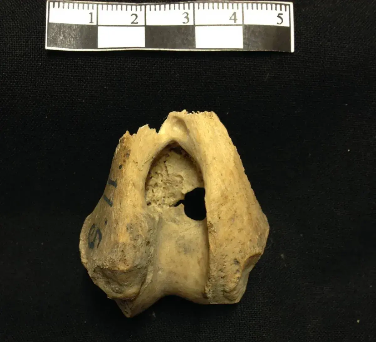 یکی از استخوان_های گرگ پیدا شده در غار استورا فوروار