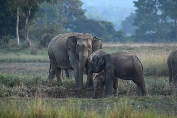 هجوم فیل های وحشی به یک روستا در هند3