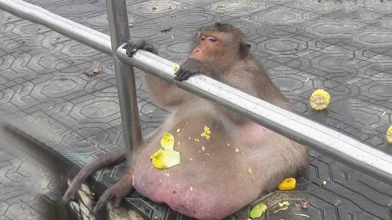 خطر مرگ برای میمون چاق