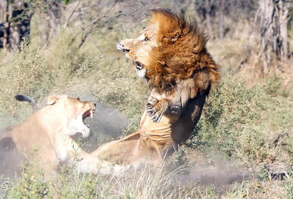 حمله شیرهای ماده به سلطان جنگل