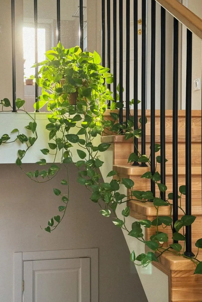 مدل چیدمان گل در راه پله