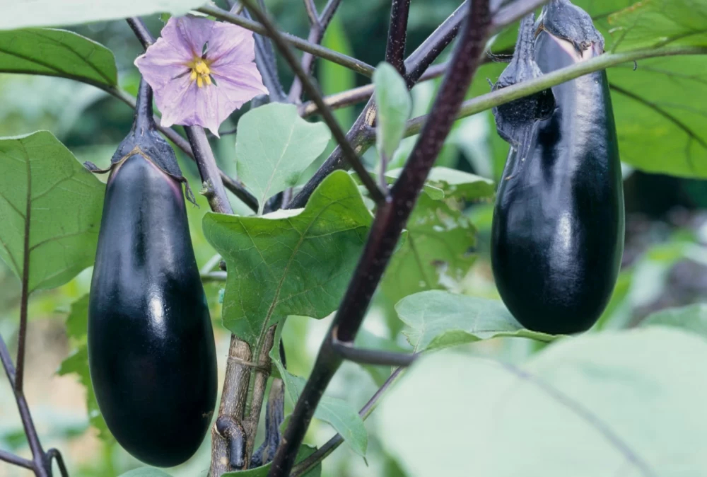 ریزش میوه بادمجان