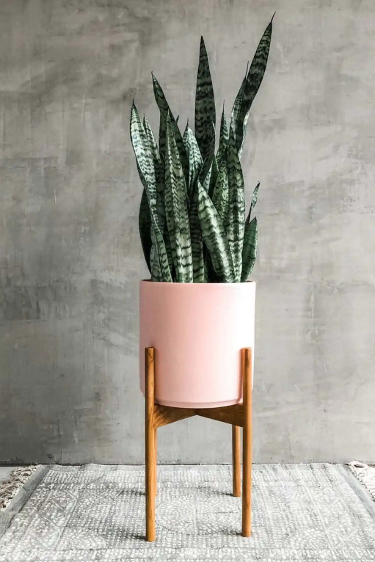 مدل گلدان برای گل سانسوریا + زیباترین مدل های گلدان ترند امسال برای گل سانسوریا