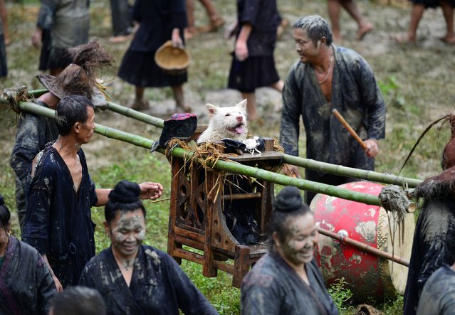 روز عجیب برای سگها در چین