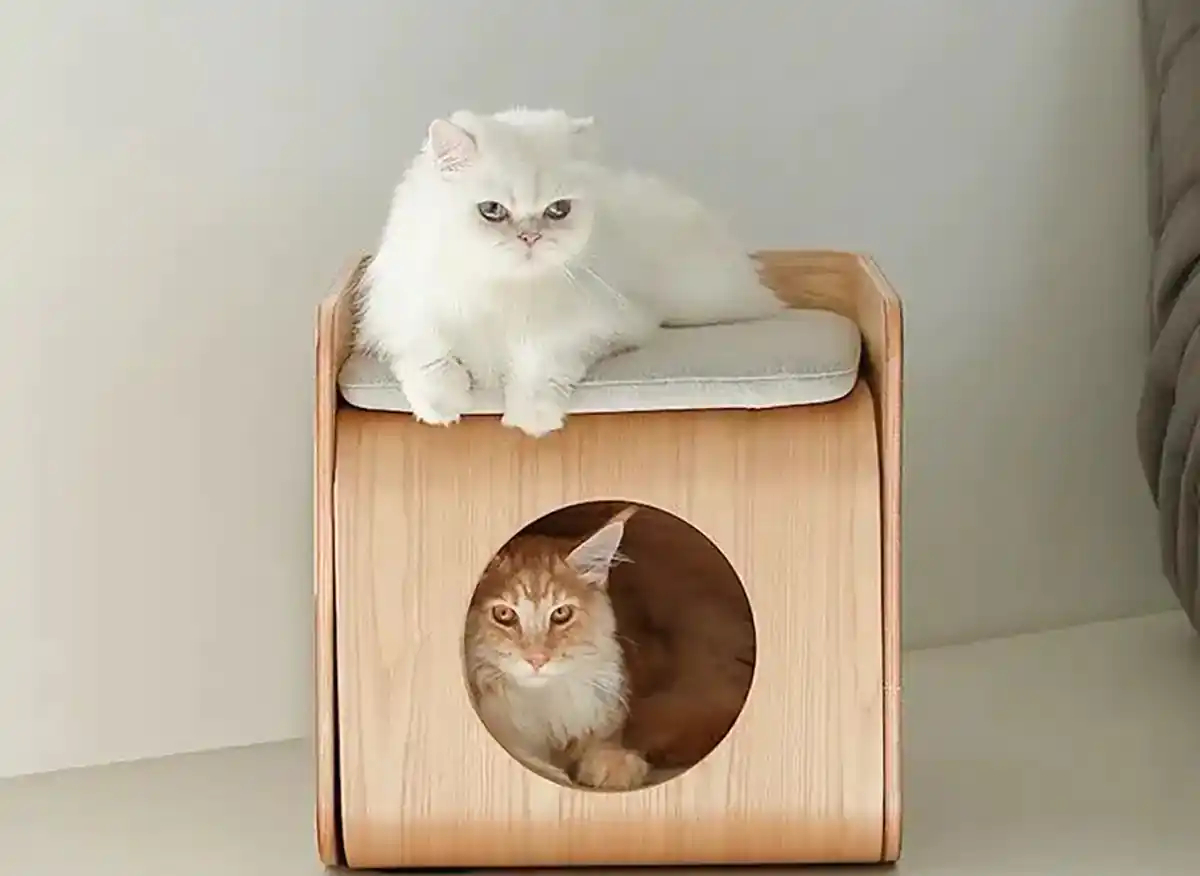 باکس چوبی حیوانات وحشی
قفس خرگوش بباکس چوبی حیواناتزرگ
اسباب بازی خرگوش
باکس چوبی حیوانات اهلی
باکس چوبی حیوانات
