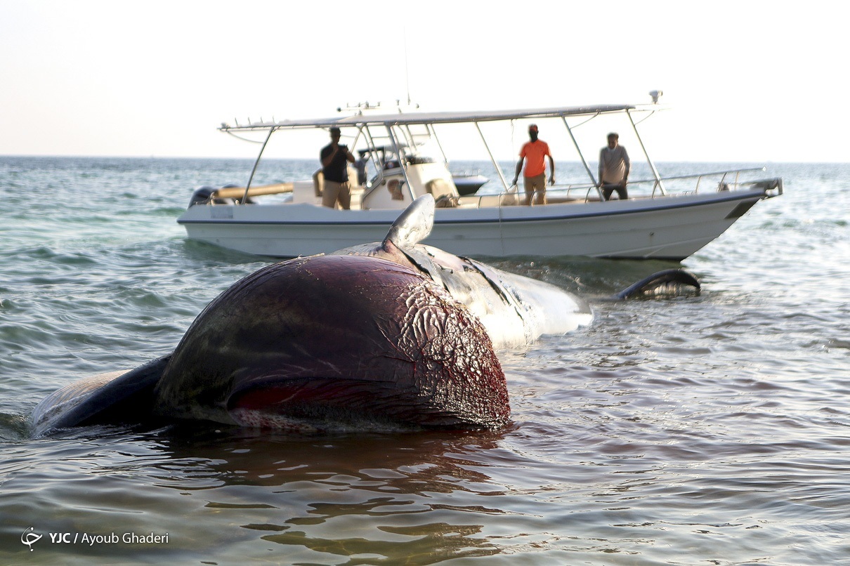  مرگ دومین نهنگ به گل نشسته - جزیره کیش