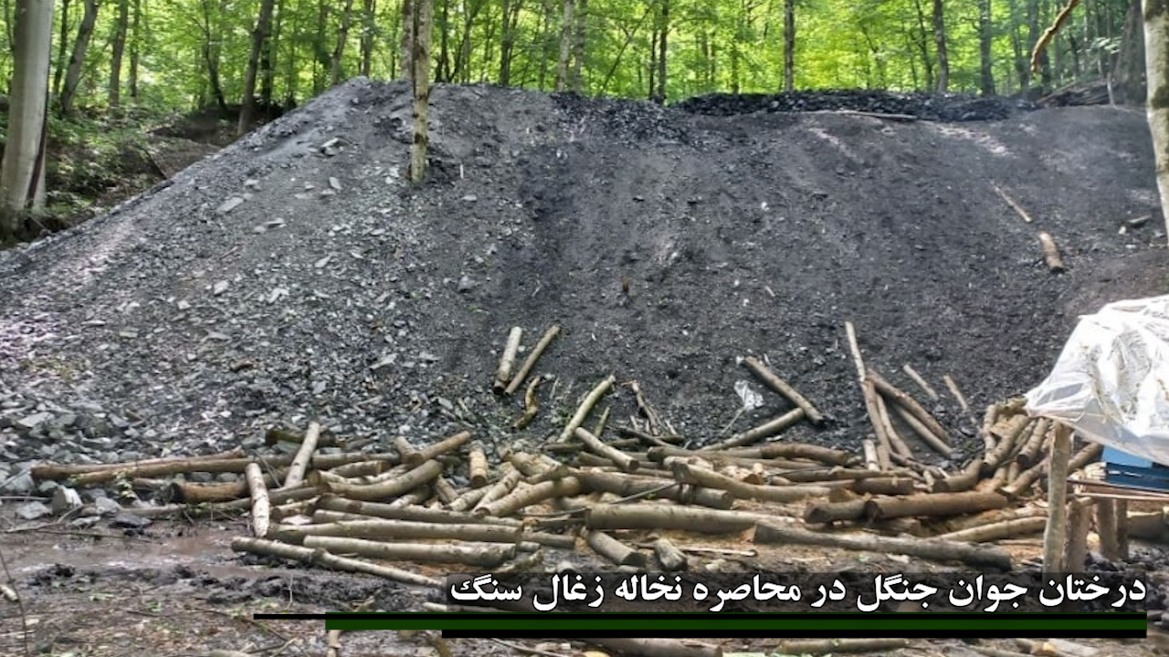 استفاده از درختان جوان جنگلی در تونل معادن زغال سنگ جنگل های هیرکانی