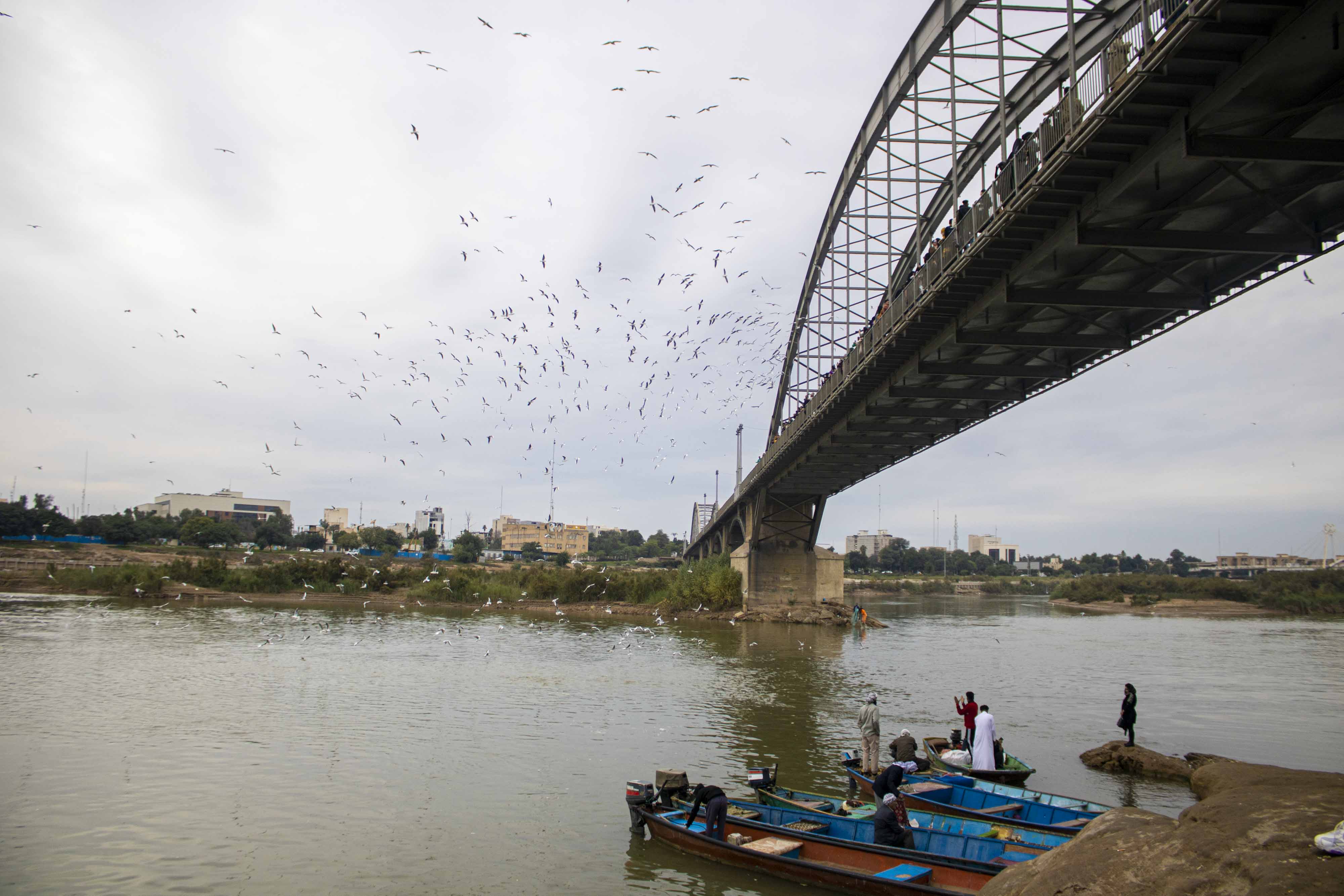 پرندگان مهاجر خوزستان