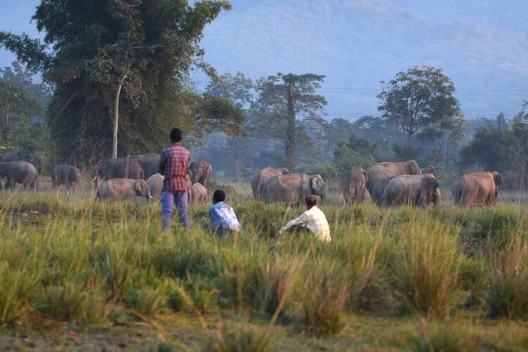 هجوم فیل های وحشی به یک روستا در هند2