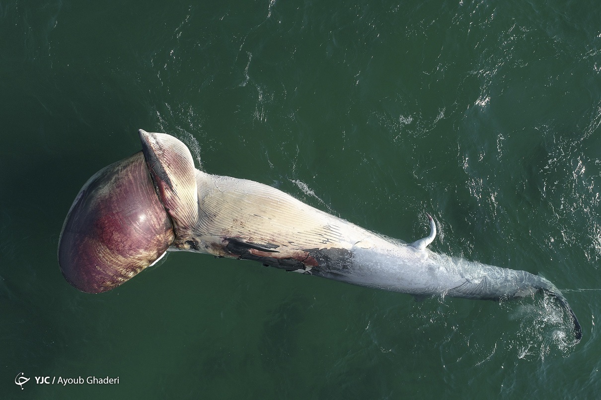  مرگ دومین نهنگ به گل نشسته - جزیره کیش