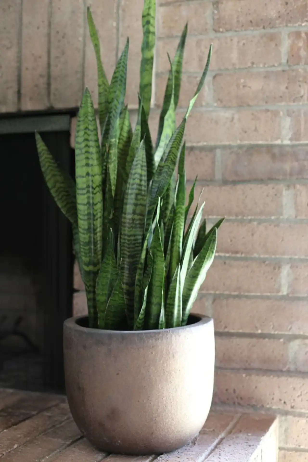 مدل گلدان برای گل سانسوریا + زیباترین مدل های گلدان ترند امسال برای گل سانسوریا