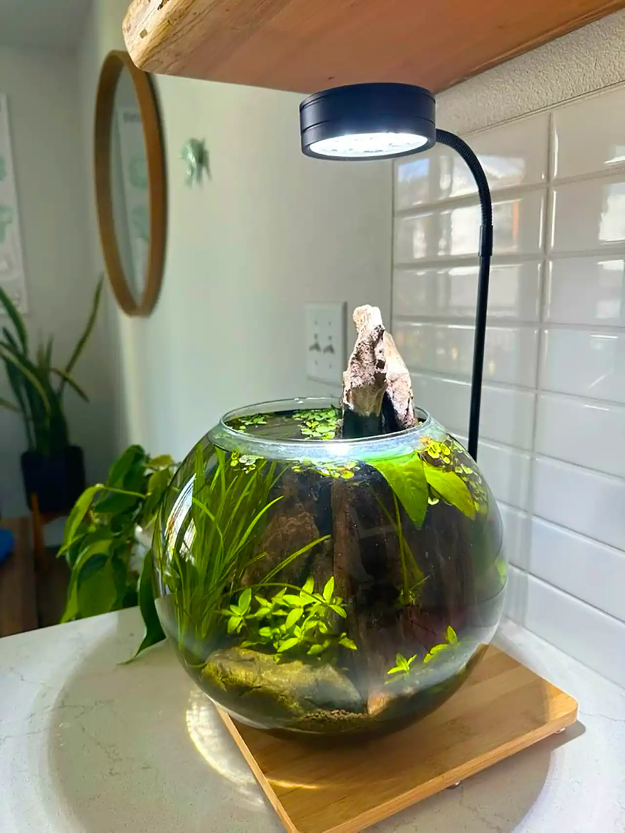 آکواریوم مدل مینی شیشه ای