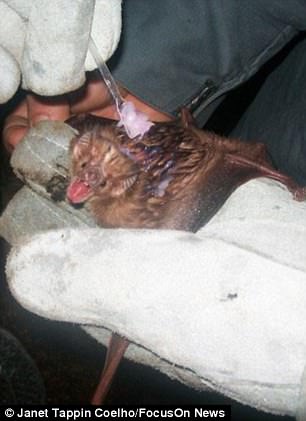 یک کشته و 40 زخمی در حمله خفاش های خون آشام در برزیل