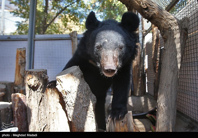 خرس سیاه 2