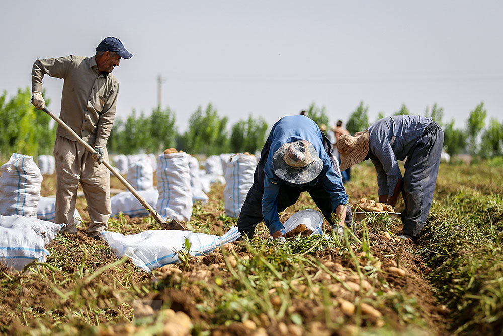 ادامه گرانی سیب زمینی در بازار / برداشت در همدان آغاز شد 