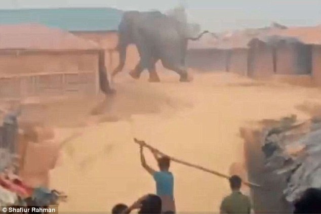 حمله مرگبار فیل به مهاجران