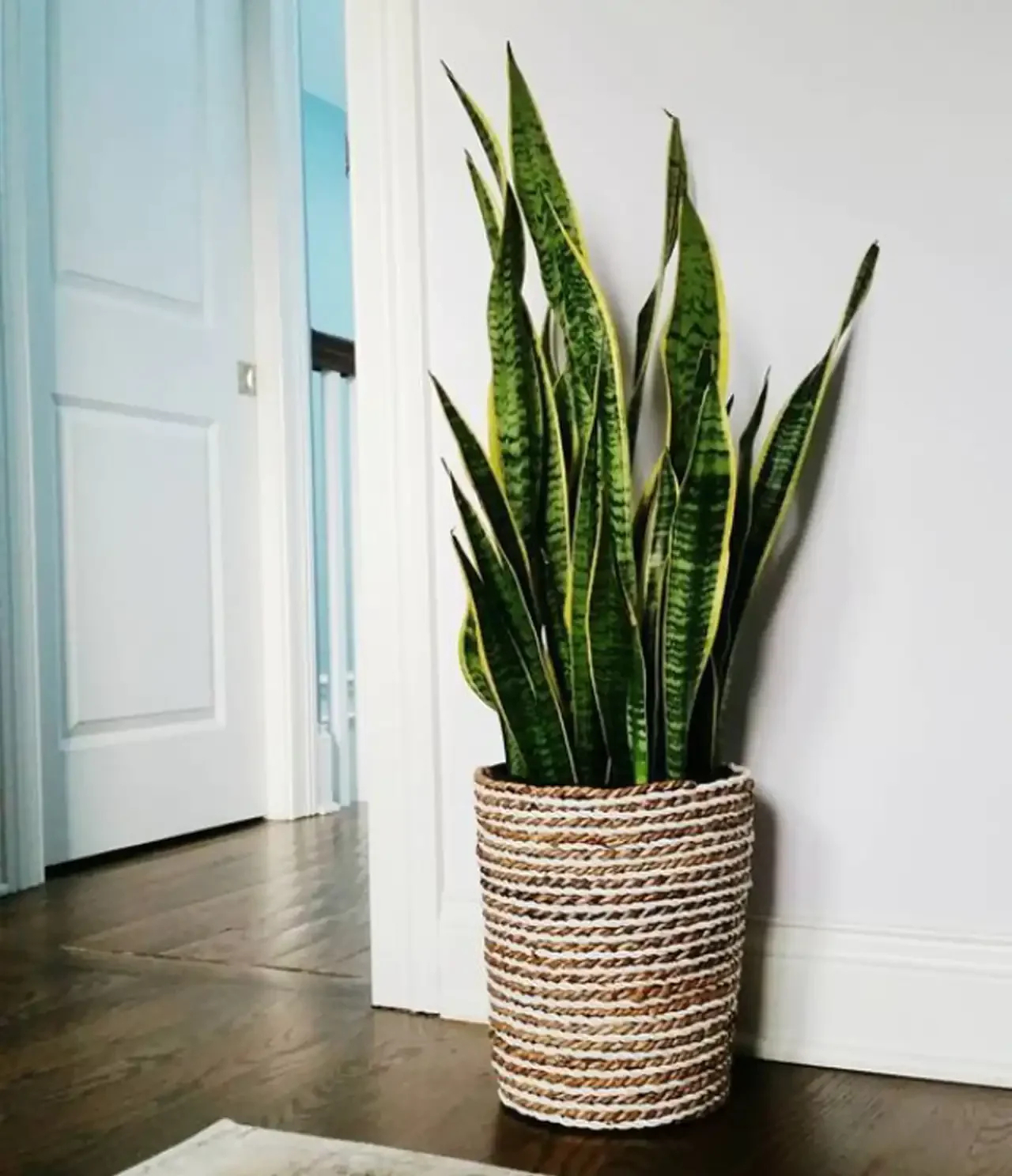 مدل گلدان برای گل سانسوریا + زیباترین مدل های گلدان ترند امسال برای گل سانسوریا