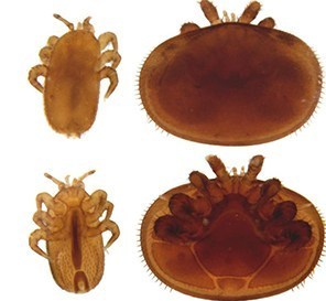 کنه نابودکننده زنبورستانها