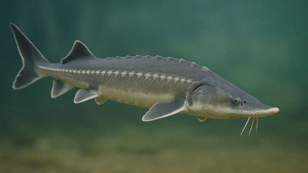 ۳ منطقه جدید به مناطق تحت حفاظت سازمان محیط‌زیست اضافه شد