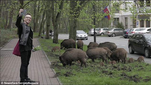 رژه گرازهای وحشی در خیابانی در لهستان