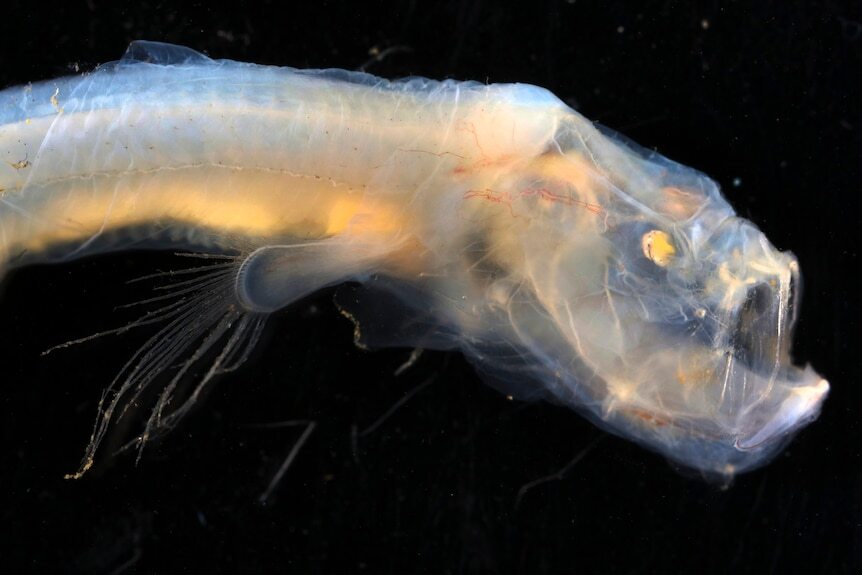 کشف عجیب ترین ماهی