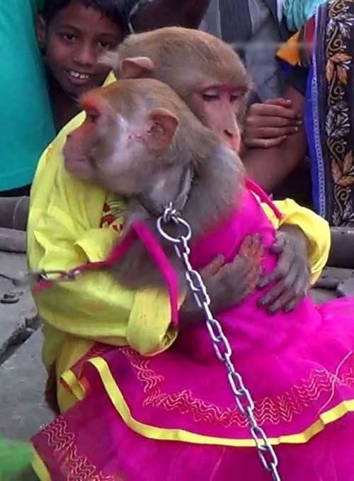 جشن عروسی میمون