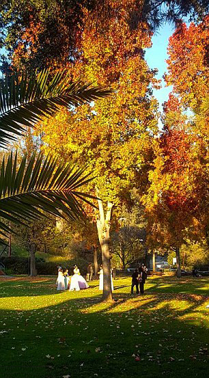 سقوط مرگبار درخت اوکالیپتوس در مراسم عروسی