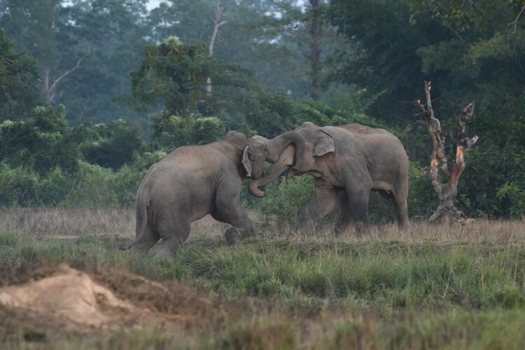 هجوم فیل های وحشی به یک روستا در هند1