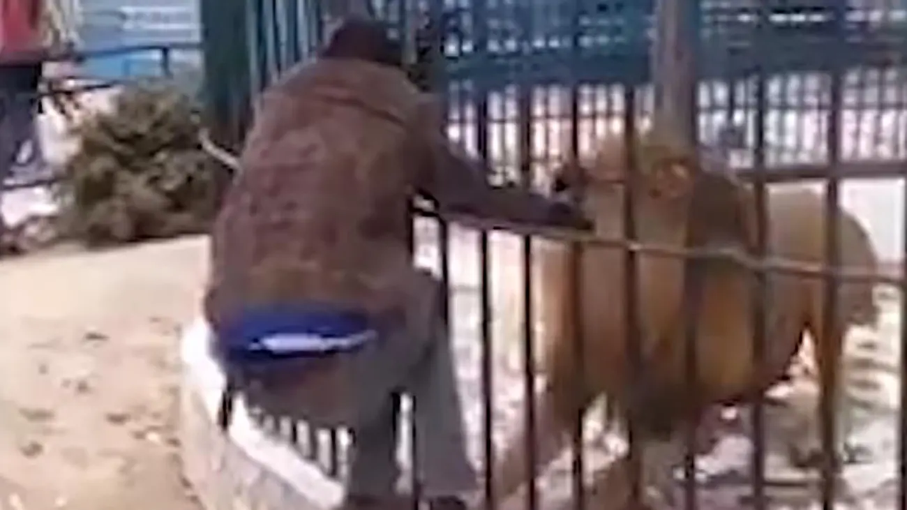 فیلم حمله شیر وحشی به مرد نگونبخت !  وحشتناک