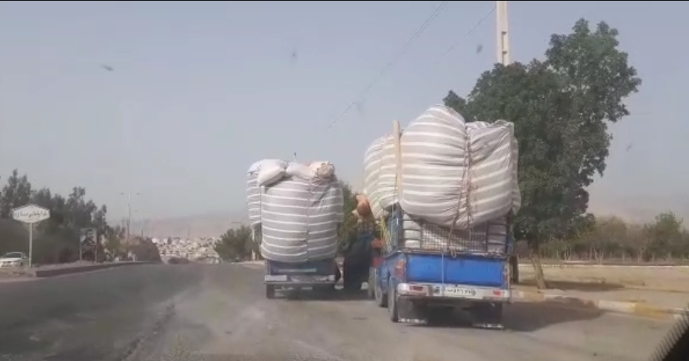 تاراج اندوخته های دامی خوزستان 3
