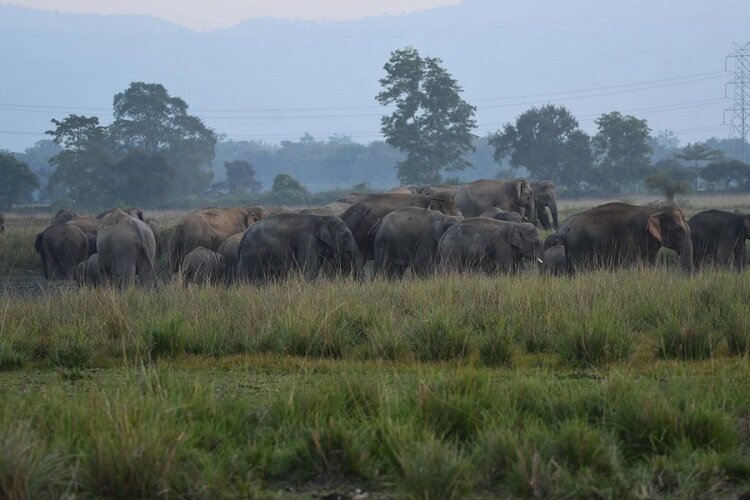 هجوم فیل های وحشی به یک روستا در هند