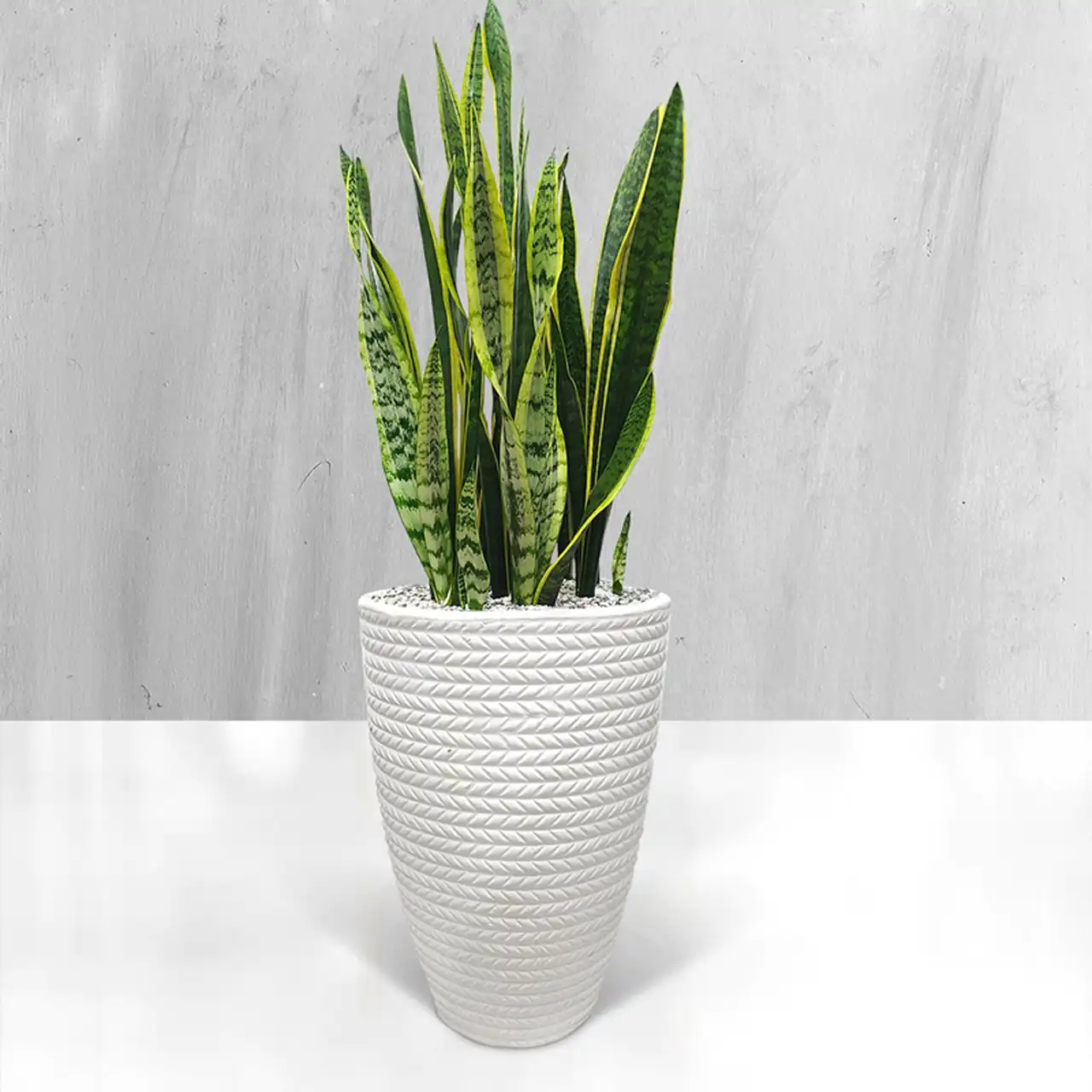 مدل گلدان برای گل سانسوریا + زیباترین مدل های گلدان ترند امسال برای گل سانسوریا