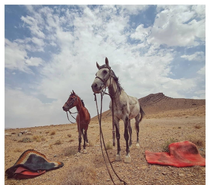 عکاسی مهدی پاکدل