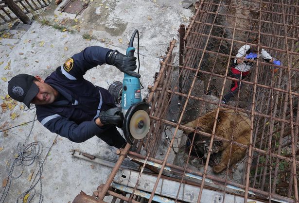 نجات خرس های گرسنه و خسته از قفس یک رستوران 