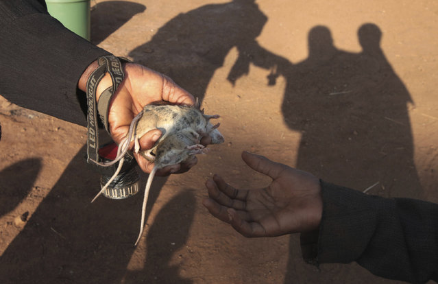 تصاویری شگفت انگیز از شکار موش ها توسط کودکان زیمباوه ای