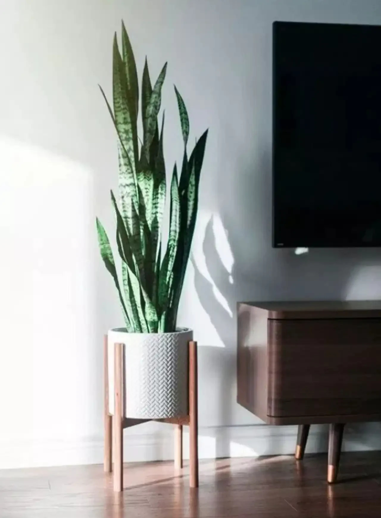 مدل گلدان برای گل سانسوریا + زیباترین مدل های گلدان ترند امسال برای گل سانسوریا