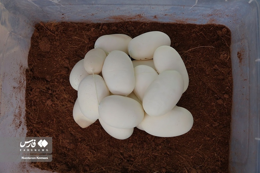 تصاویری از تخمگذاری مار پیتون در البرز