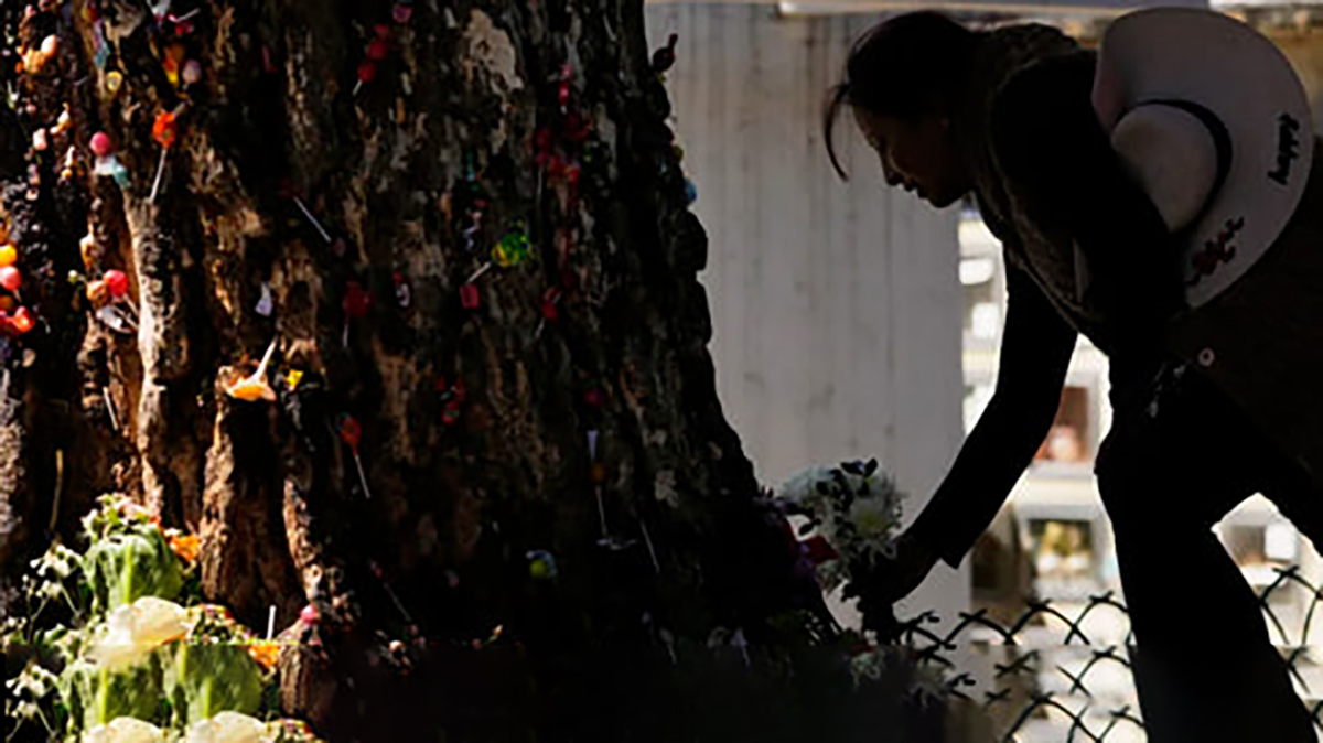 miracle tree3