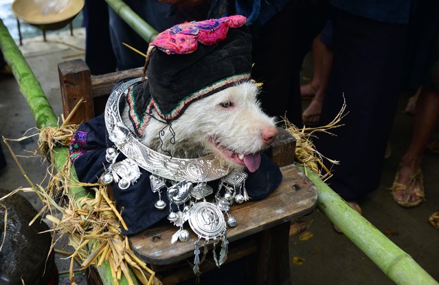 روز عجیب برای سگها در چین