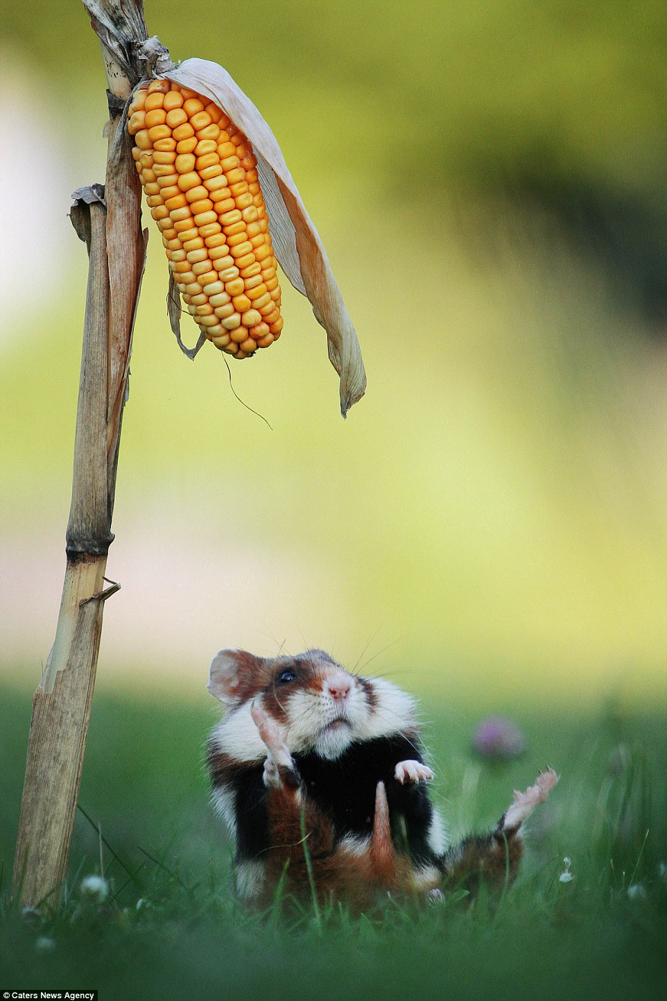 تقلای دیدنی همستر شکمو برای خوردن ذرت در مزرعه