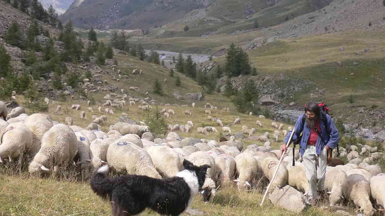 خرید گوسفند زنده