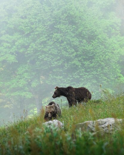 توله خرس و مادر