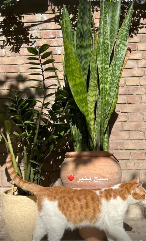لاله مرزبان