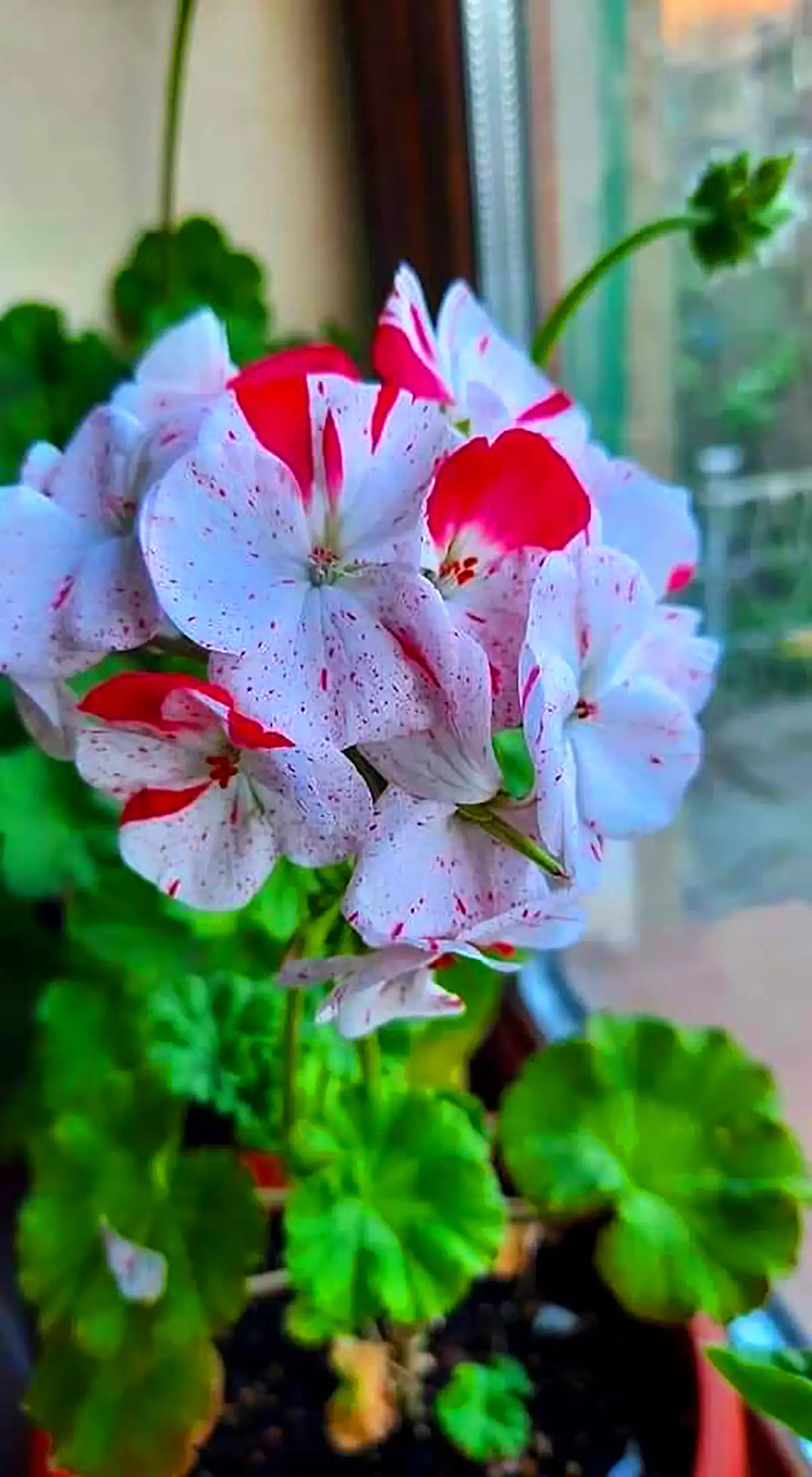 ایده گل های طبیعی رنگارنگ