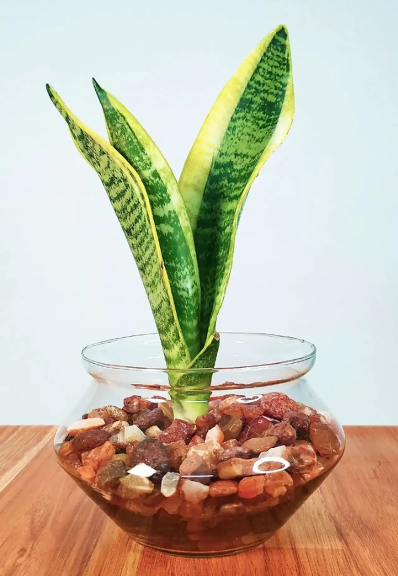 مدل گلدان برای گل سانسوریا + زیباترین مدل های گلدان ترند امسال برای گل سانسوریا