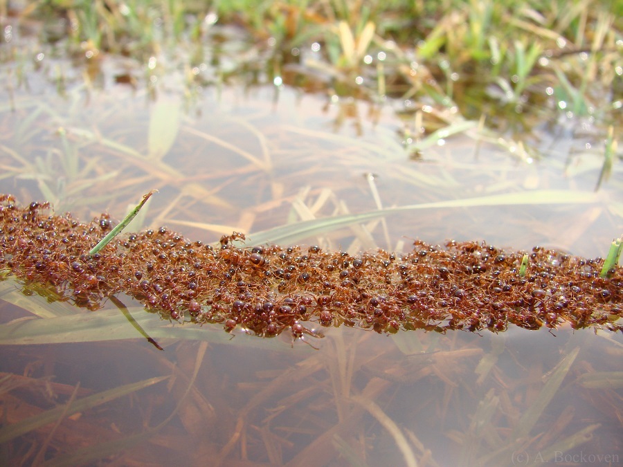 مورچه‌های سرباز