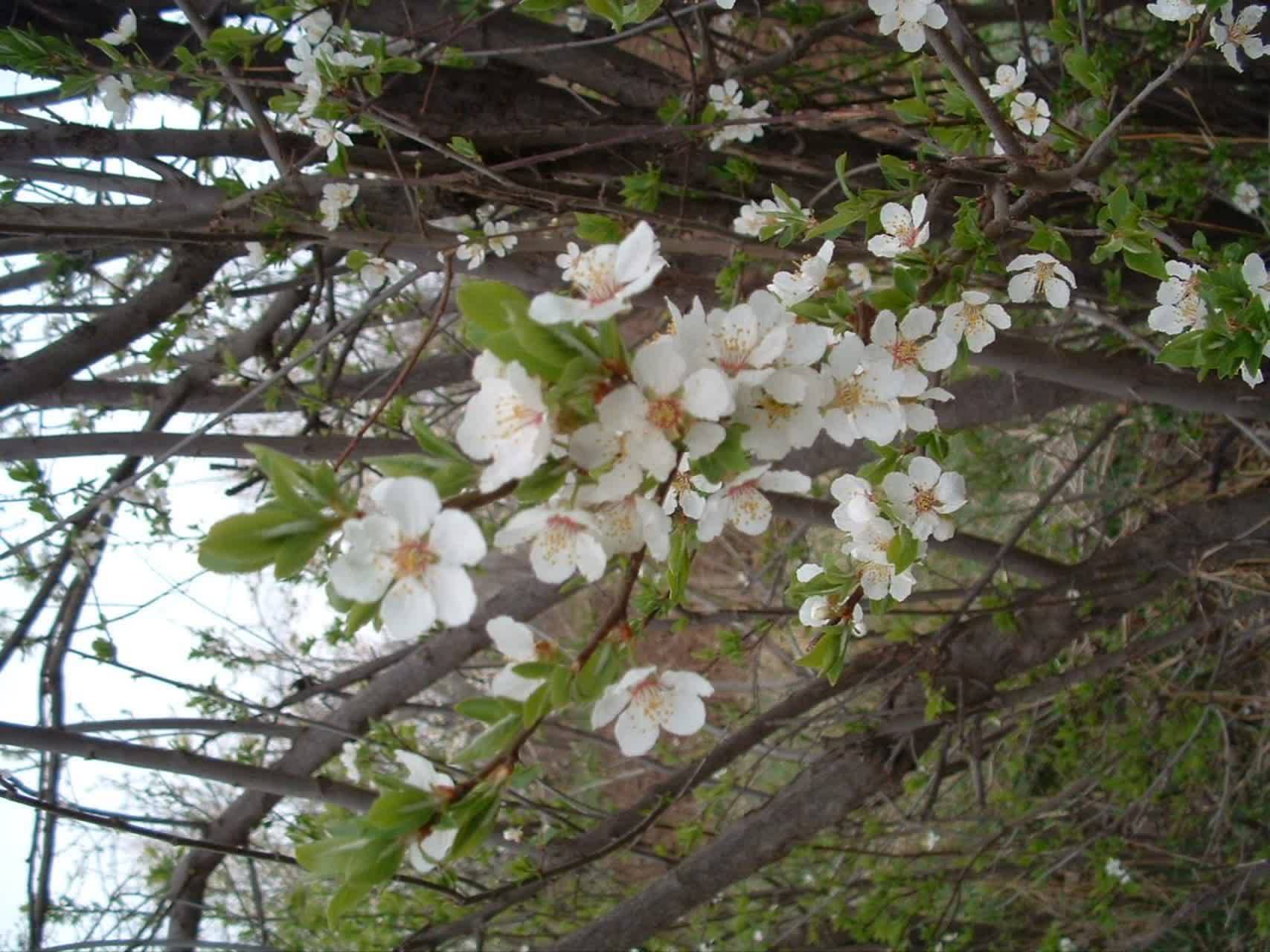 شکوفه_ های بهاری درختان در قطور
