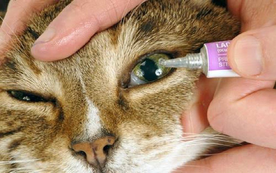 درمان خانگی عفونت چشم گربه