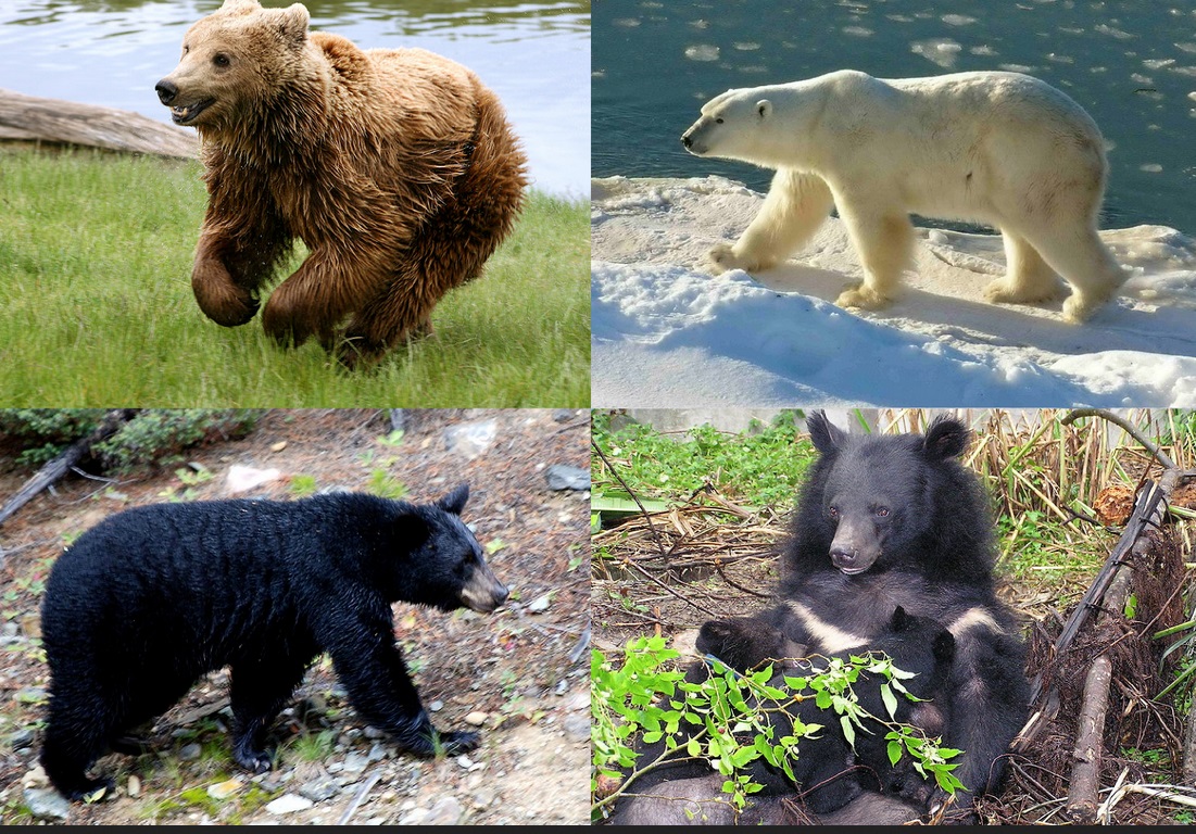 انواع خرس