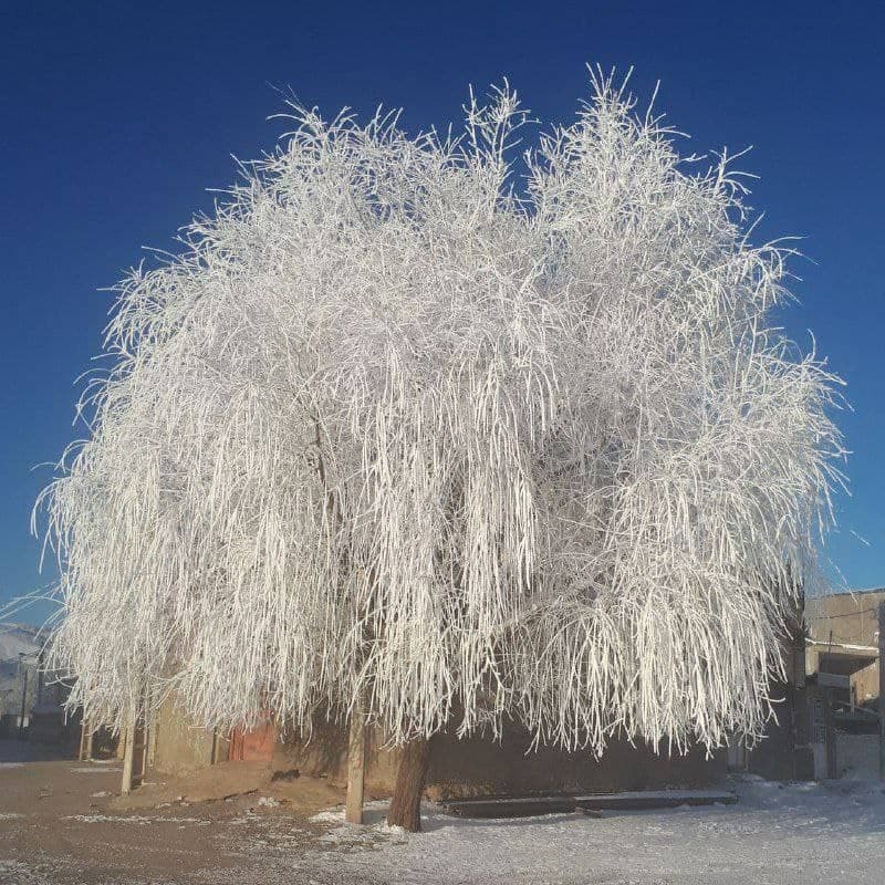 درخت یخ زده